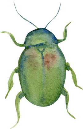 Watercolor Green Blue Beetle