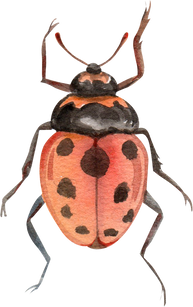 Watercolor Beetle Illustration